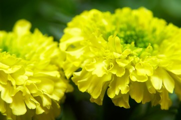 macro yellow flowers