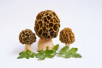 Morcheln mit Brunnenkresse