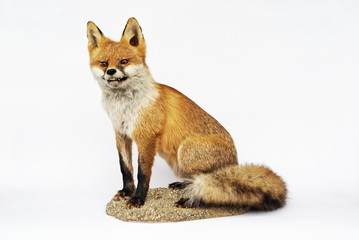 Fuchs