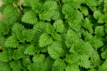 background of fresh green nettle