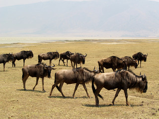 Ñus en el cratel del Ngorongoro