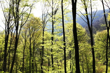 Naklejka premium Spring in forest
