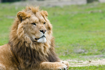 male lion