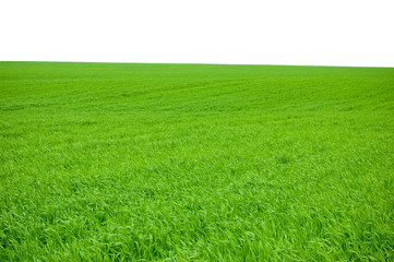 green grass isolated