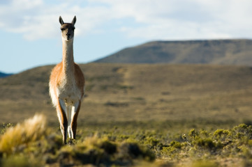 Guanaco (Lama guanicoe) in Patagonia, southern Argentina.