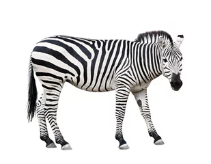 Zelfklevend Fotobehang Zebra Zebra-uitsparing