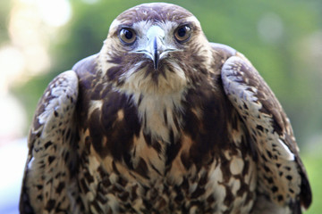 Falcon with Piercing Eyes