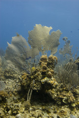 Naklejka premium Common Sea Fans (Gorgonia ventalina)