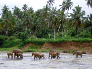 Orfanato de elefantes - Pinnawela - Sri Lanka © Juan Llompart
