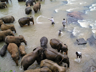 Elefantes - Pinnawela - Sri Lanka © Juan Llompart