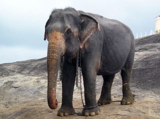 Elefante indio