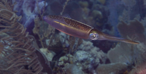 Caribbean Reef Squid (Sepioteuthis sepioidea)