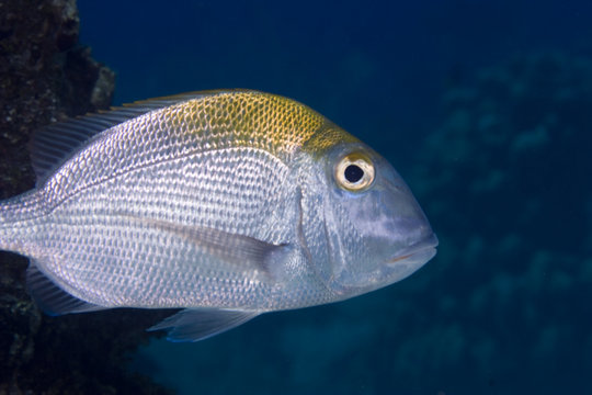 Sheepshead Porgy (Calamus penna)