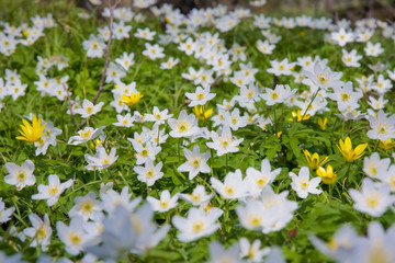 spring white and yellow wind flower background