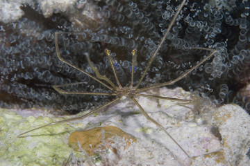 Yellowline Arrow Crab (Stenorhynchus seticornis)