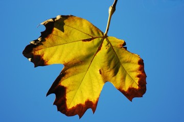 Fototapeta na wymiar Backlit leaf