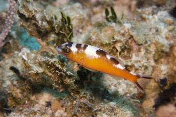 Fototapeta na wymiar Tobaccofish (Serranus tabacarius)