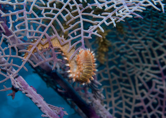 Bearded Fireworm (Hermodice Carunculata)