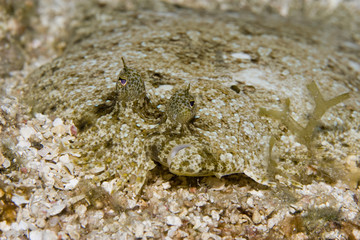 Maculated Flounder (Bothus maculiferus)