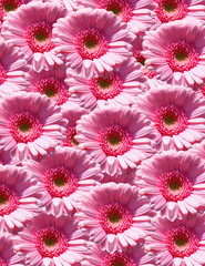 Pink flower background