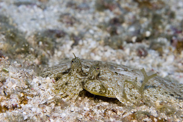 Obraz na płótnie Canvas Maculated Flounder (Bothus maculiferus)