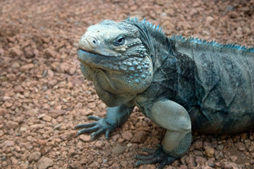 Kamodo Dragon