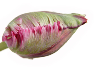 parrot tulip bud, isolated