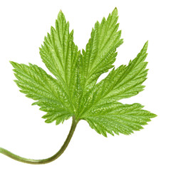 young wild hops leaf, isolated