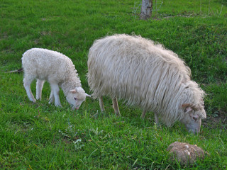 Grasende Schafe