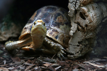 Naklejka premium tortoise