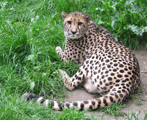 Cheetah is looking in camera