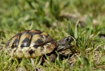 tortue herman au repas