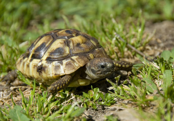 jeune tortue