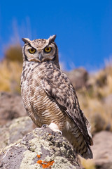 Great Horned Owl (Bubo Virginianus) in Patagonia,  Argentina.