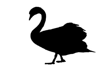 Schwan
