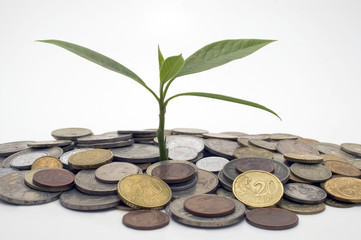 Coins and plant.
