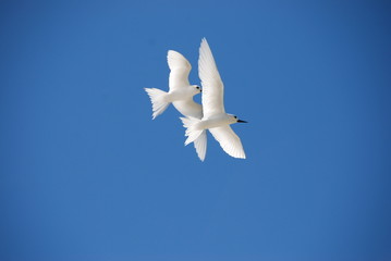 White Tern