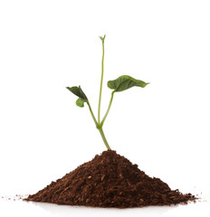 Green plant growing from a pile of soil
