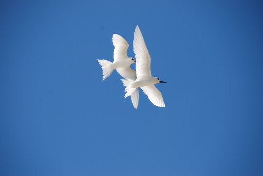 White Tern