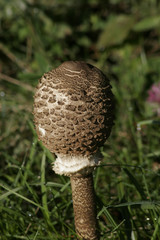 Mushroom