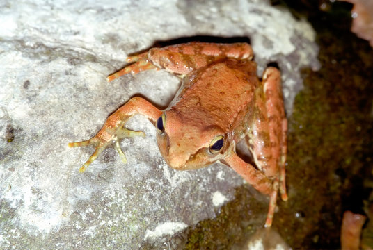 Red Frog overview (Rana iberica)
