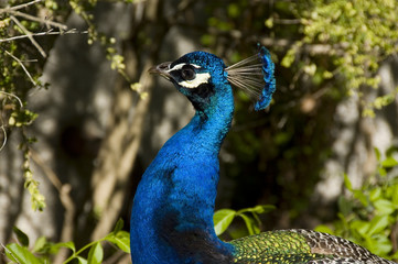 blue peacock