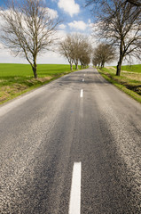 Fototapeta premium Road with tree alley