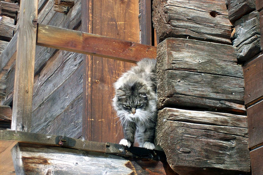 Chat tigr&eacute; sur le pas de la porte.