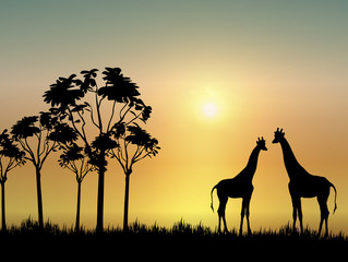 Fototapeta na wymiar Giraffes at Sunrise