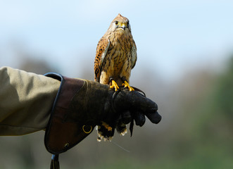 beautiful falcon