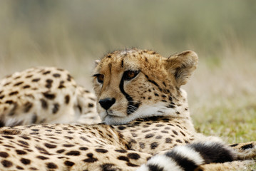 beautiful cheetah