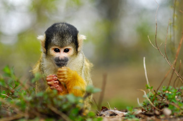cute squirrel monkey