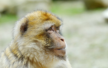 barbary ape