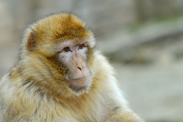 barbary ape